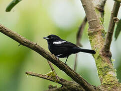 White-shouldered Tanager