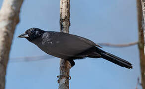 White-lined Tanager