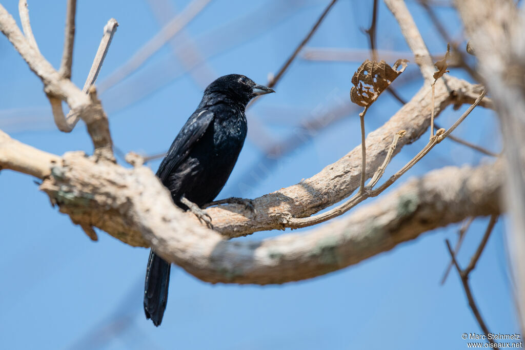 White-lined Tanager