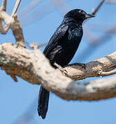 White-lined Tanager