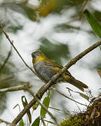 Yellow-throated Bush Tanager
