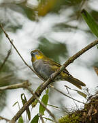 Yellow-throated Chlorospingus