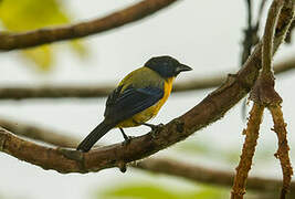 Black-chinned Mountain Tanager