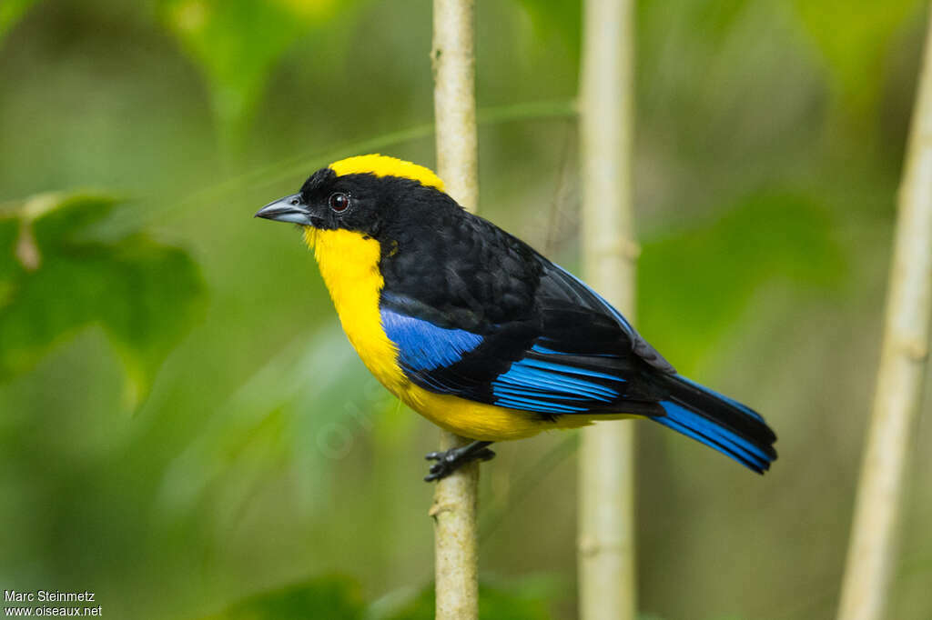 Tangara à nuque jauneadulte, identification