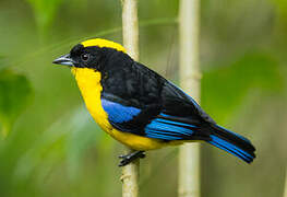 Blue-winged Mountain Tanager