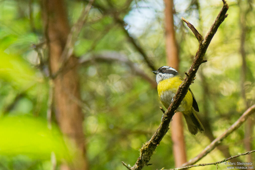 Sooty-capped Bush Tanager