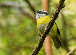 Sooty-capped Bush Tanager