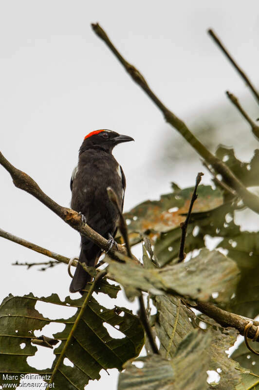 Scarlet-browed Tanager male adult, pigmentation, Behaviour