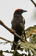 Scarlet-browed Tanager