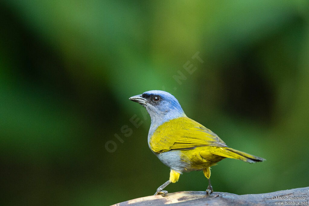 Blue-capped Tanager