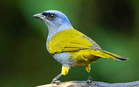 Blue-capped Tanager