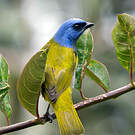Tangara à tête bleue