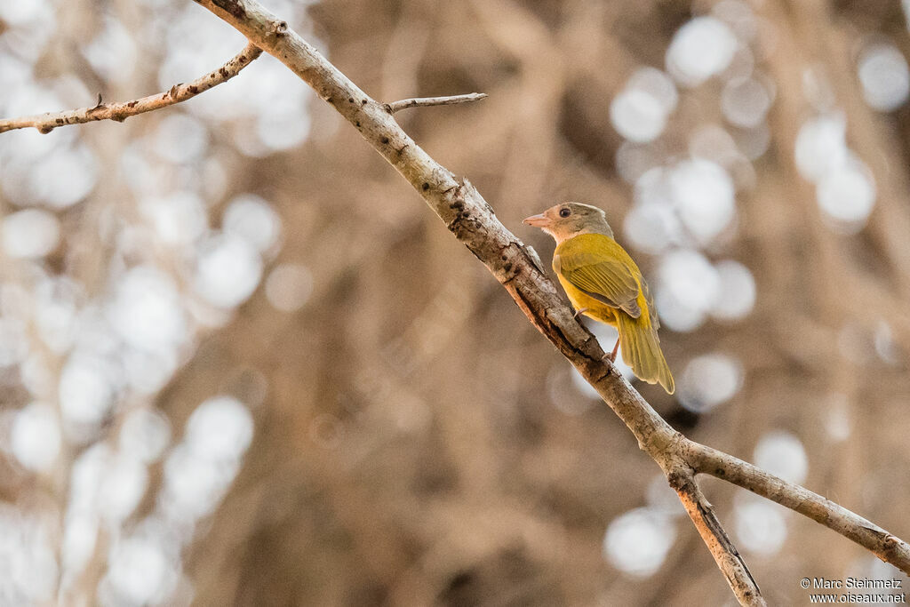 Grey-headed Tanager