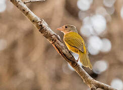 Grey-headed Tanager