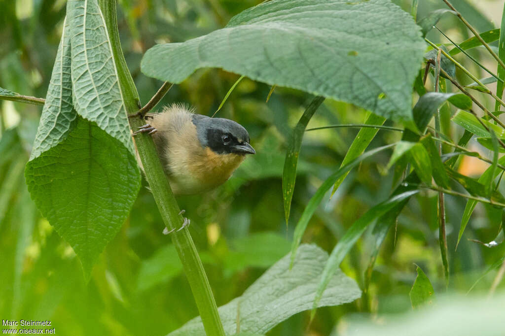 Black-eared Hemispingusadult, close-up portrait