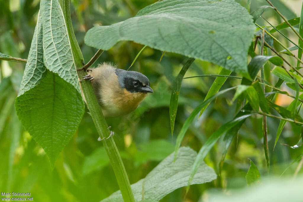 Black-eared Hemispingusadult, close-up portrait