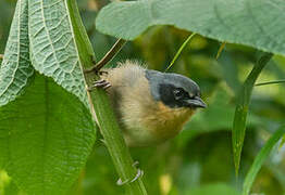 Black-eared Hemispingus