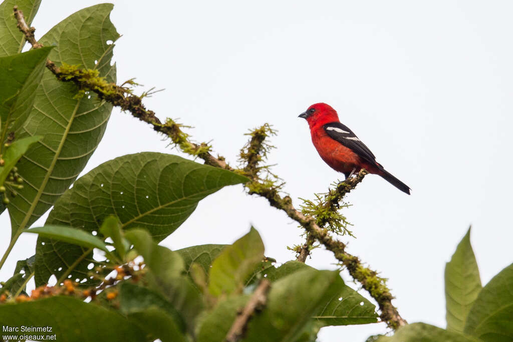 White-winged Tanager