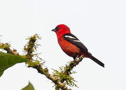 White-winged Tanager