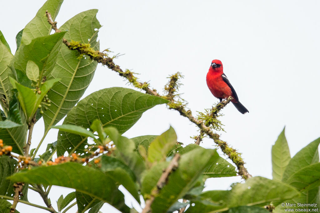 White-winged Tanager