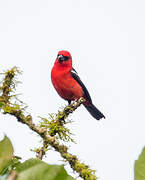 White-winged Tanager