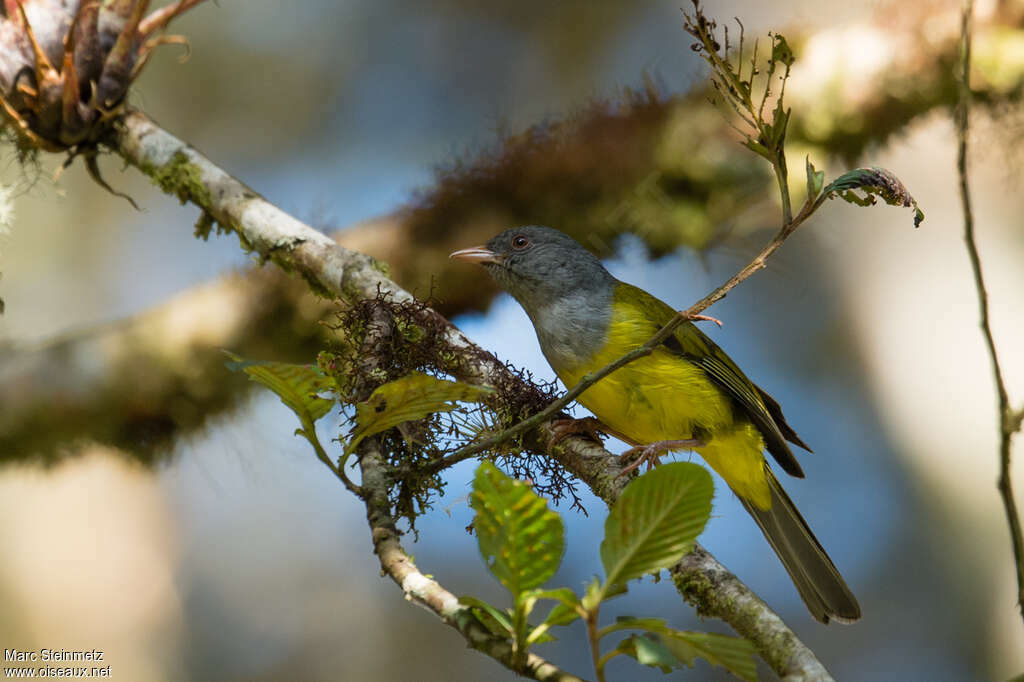 Tangara capucinadulte, identification