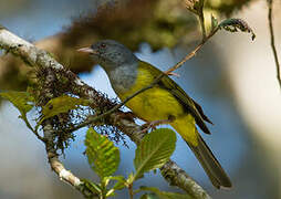 Grey-hooded Bush Tanager