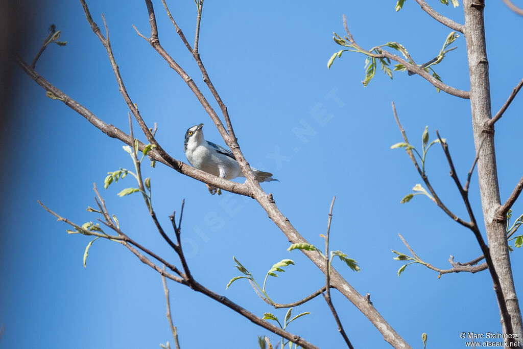 Hooded Tanager