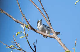 Hooded Tanager