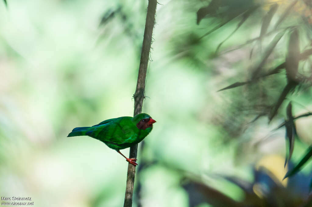 Tangara de Riefferadulte, identification