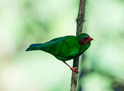 Grass-green Tanager