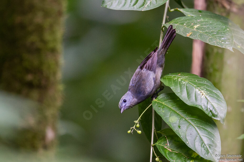 Palm Tanager