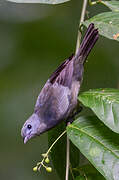 Palm Tanager