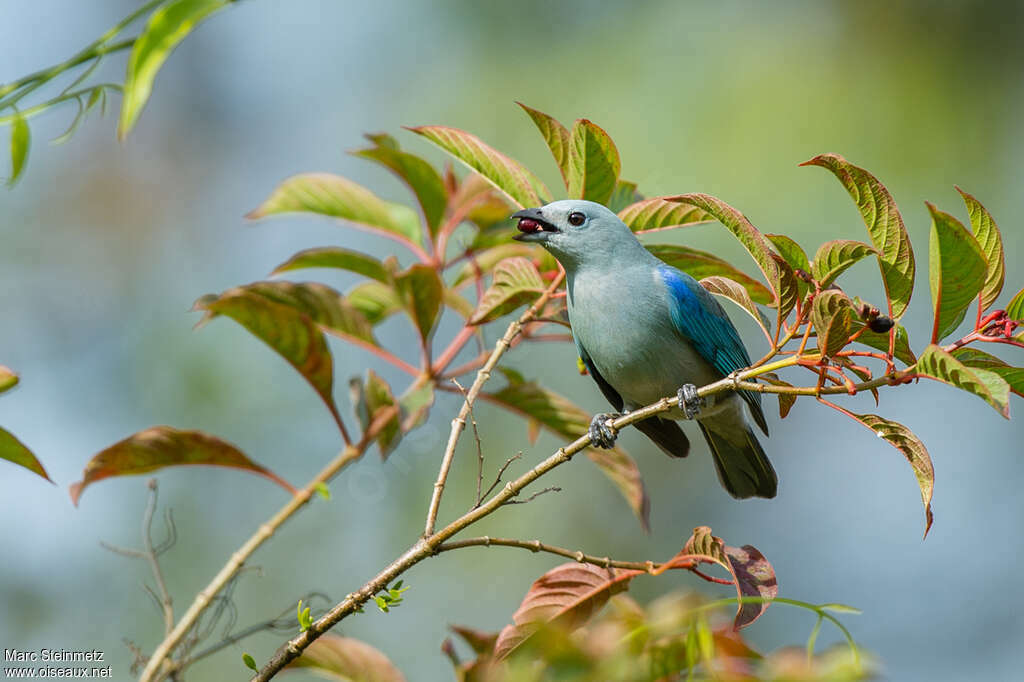 Blue-grey Tanageradult, pigmentation, feeding habits, eats