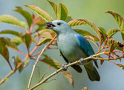 Blue-grey Tanager