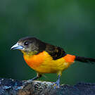 Tangara flamboyant