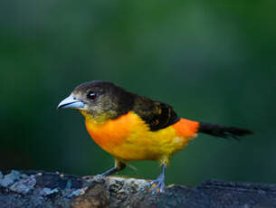 Tangara flamboyant