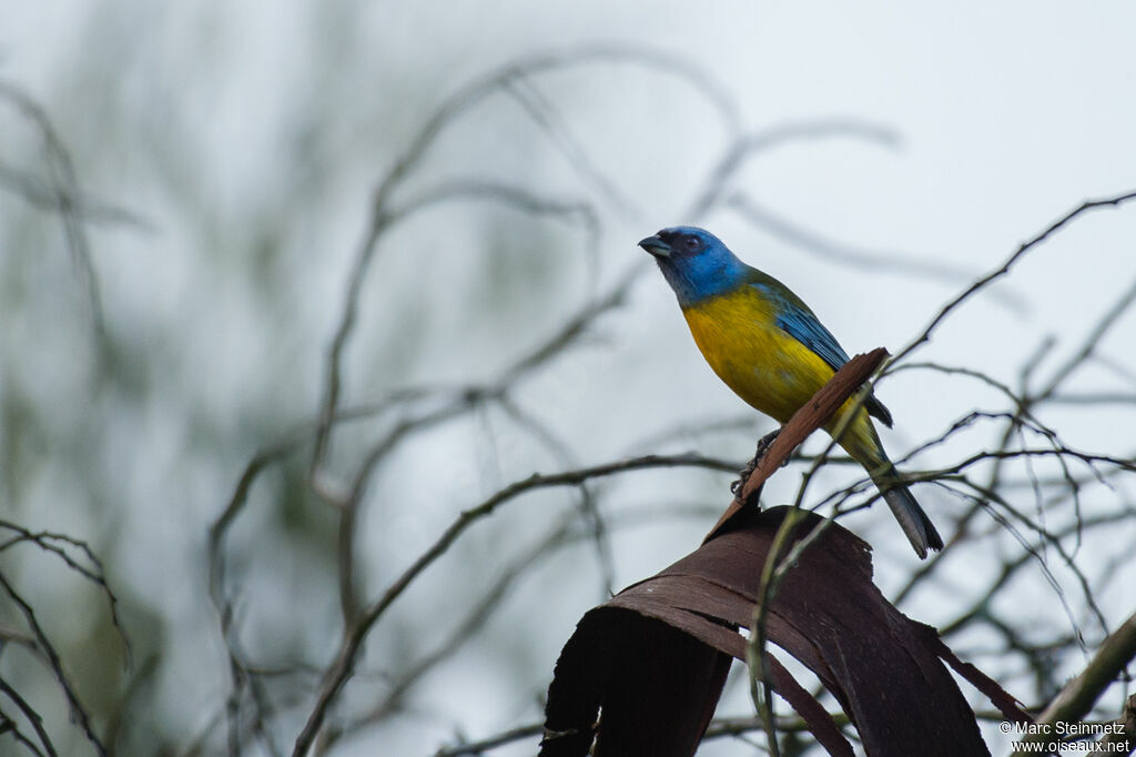 Blue-and-yellow Tanager