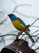 Blue-and-yellow Tanager