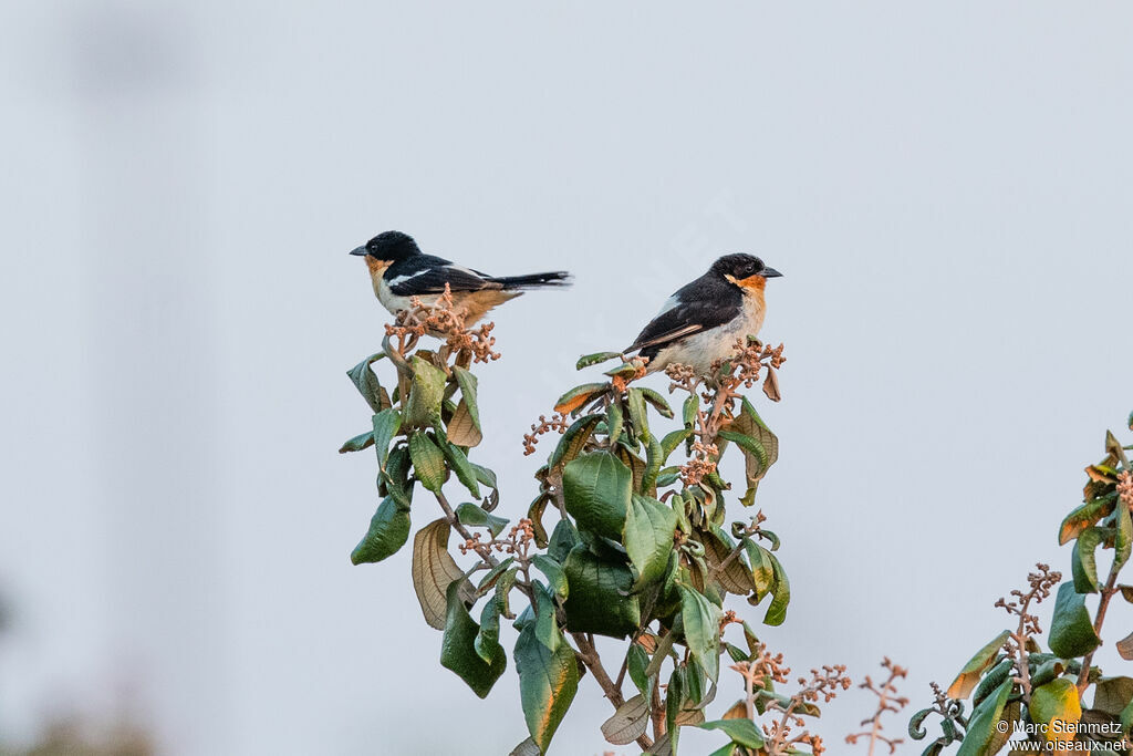 White-rumped Tanager