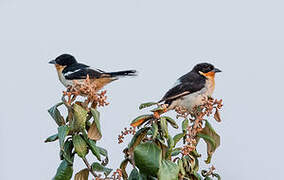 White-rumped Tanager