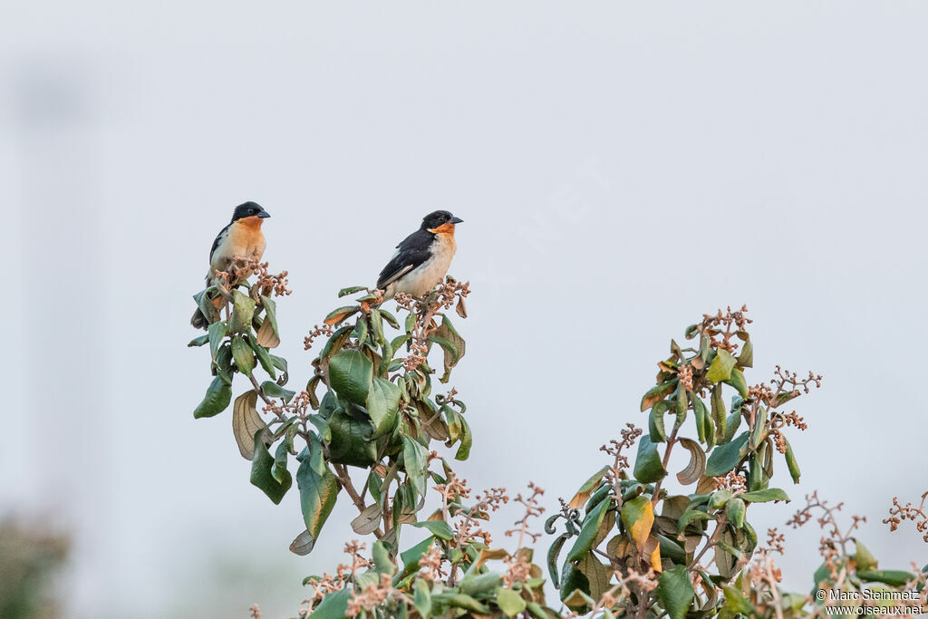 White-rumped Tanager