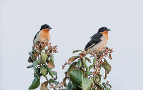 White-rumped Tanager