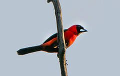 Tangara masqué