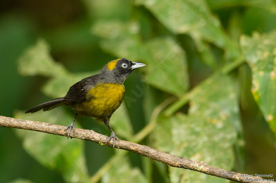 Dusky-faced Tanageradult, close-up portrait