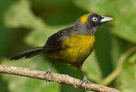 Dusky-faced Tanager