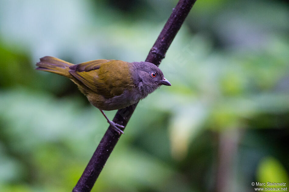 Dusky Bush Tanager