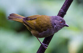 Dusky Bush Tanager