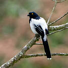 Tangara pillurion