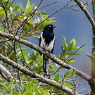 Tangara pillurion